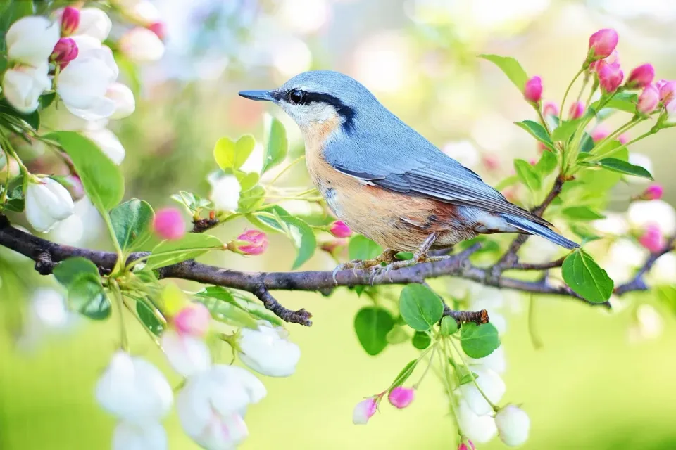 Bird — Nature — Bird, Tree Branch, Flowers, Nature, Cheap Roll-off Dumpster Rentals