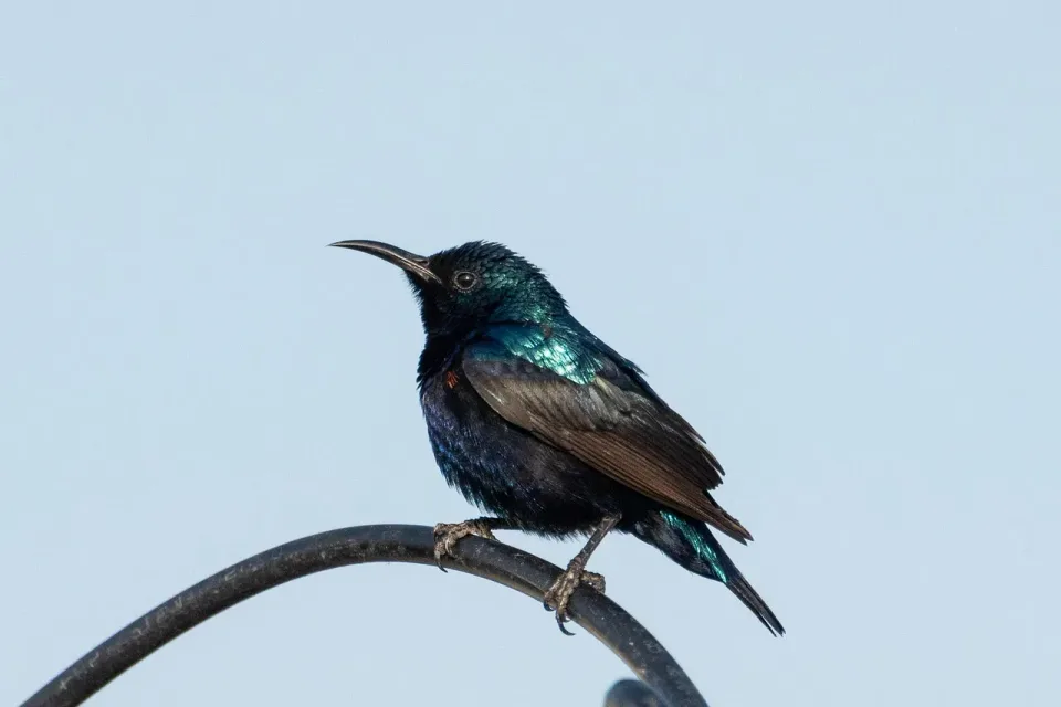 Bird — Nature — Bird, Sunbird, Wildlife, Nature, Cheap Roll-off Dumpster Rentals