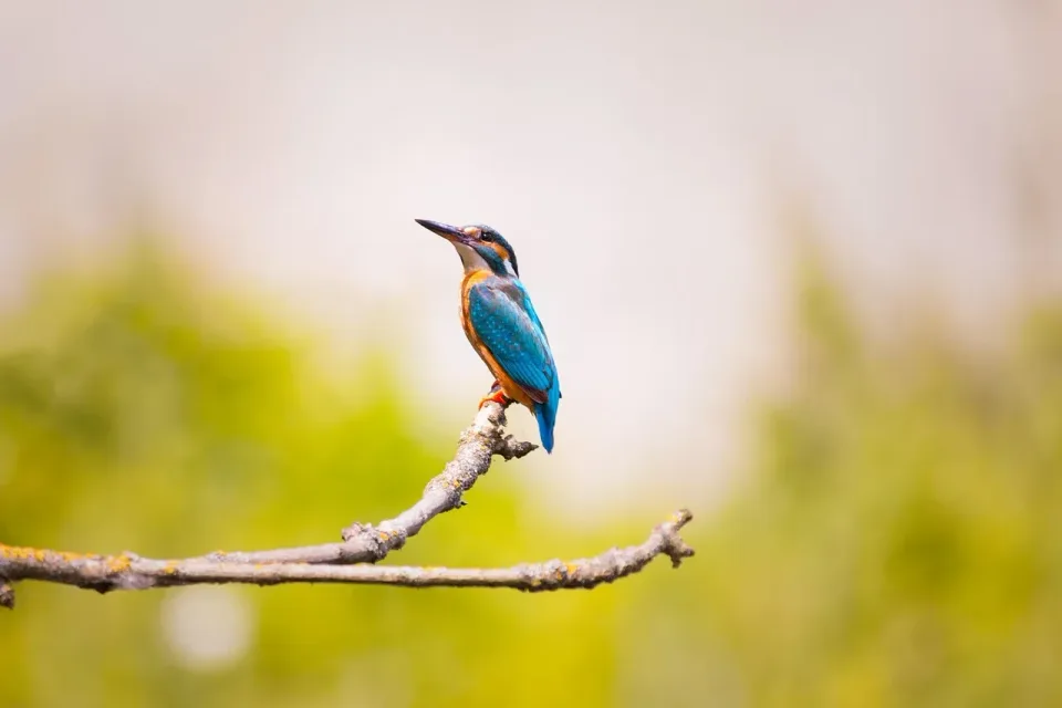 Bird — Nature — Bird, Kingfisher, Branch, Nature, Cheap Roll-off Dumpster Rentals