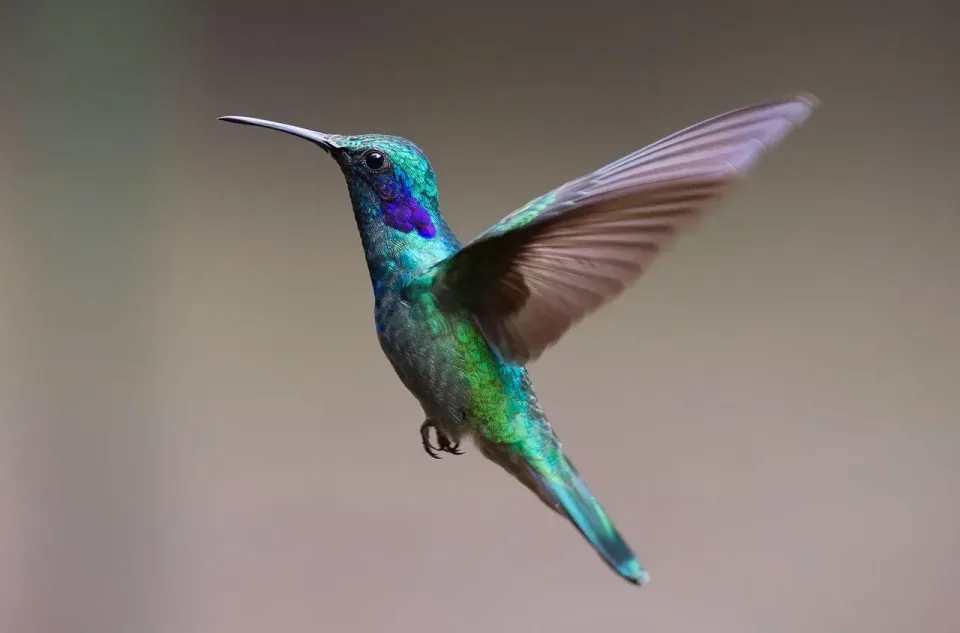 Hummingbird — Wildlife — Hummingbird, Bird, Wing, Wildlife, Cheap Roll-off Dumpster Rentals