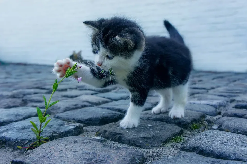 Kitten — Domestic Cat — Kitten, Cat Paw, Pink Paw Pad, Domestic Cat, Cheap Roll-off Dumpster Rentals