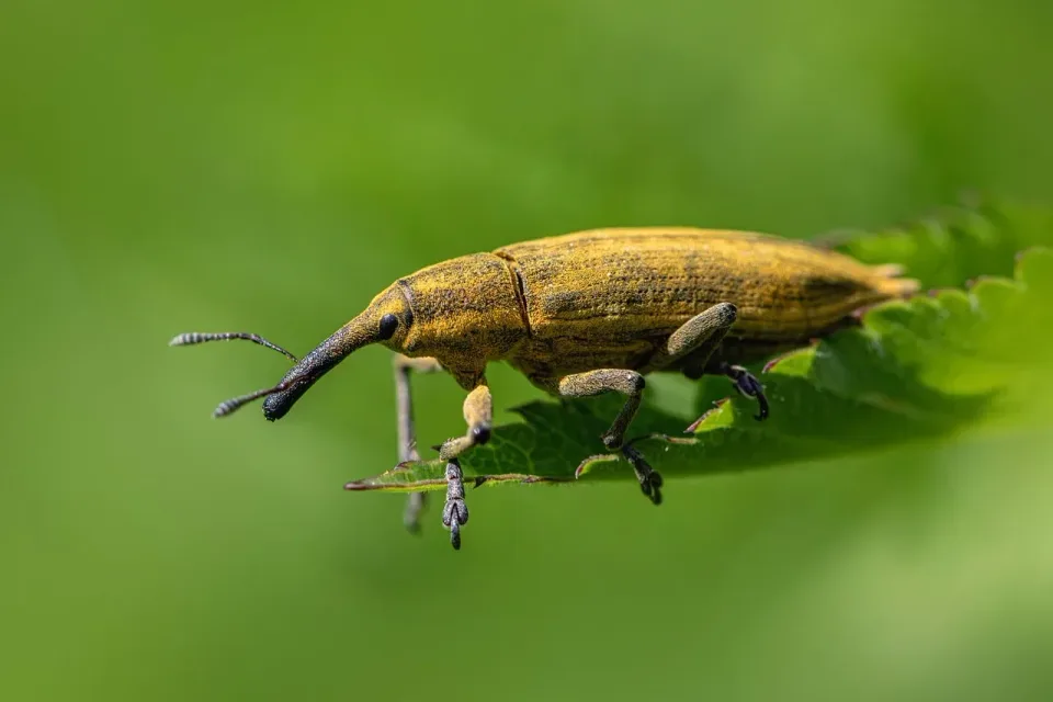 Weevil — Nature — Weevil, Insect, Leaf, Nature, Cheap Roll-off Dumpster Rentals